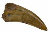 Serrated, Tyrannosaur Tooth - Judith River Formation #123512-1
